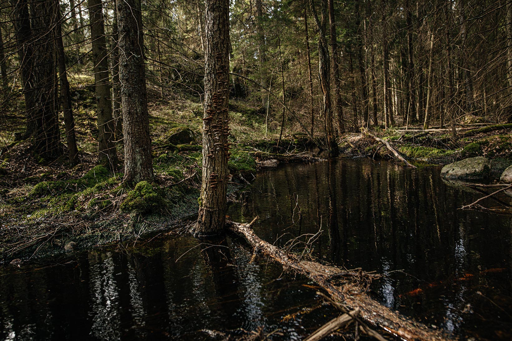 Fiskars forest